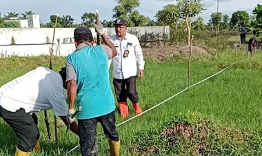 Seluas 2 Hektar, DLH Rohil Budidaya Tanaman Fagraea Auriculata