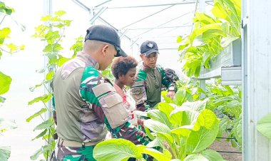 Satgas Yonif 122/TS Ajarkan Warga Papua Teknik Panen dan Budidaya Sayuran dengan Program Green House