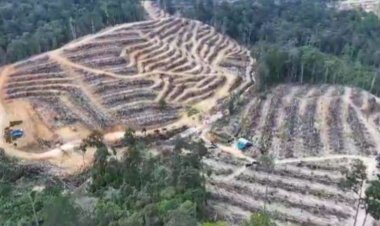 Polda Riau Tangkap Pelaku Perambahan Hutan Kampar