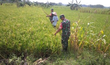 Babinsa Pantau Padi Menguning di Gemolong, Dorong Panen Maksimal