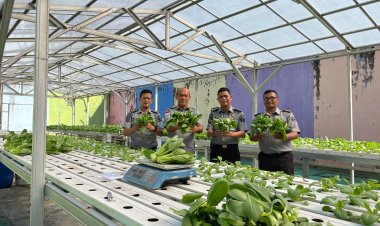 Panen Nanas Madu dan Pakcoy Hidroponik, Lapas Pekanbaru Wujudkan Program Ketahanan Pangan