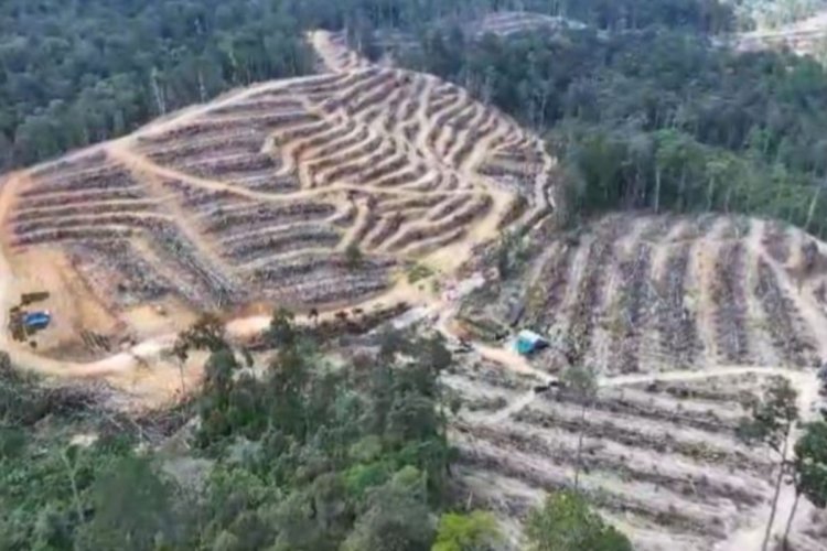 Polda Riau Tangkap Pelaku Perambahan Hutan Kampar