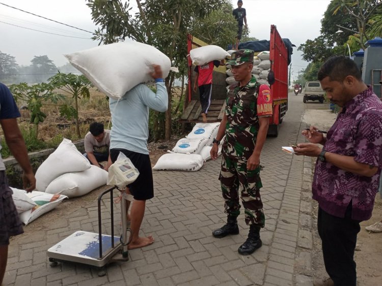 Babinsa Trenggalek Kawal 16 Ton Gabah