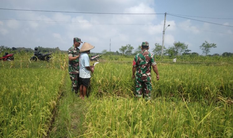 Babinsa Pantau Padi Menguning di Gemolong, Dorong Panen Maksimal