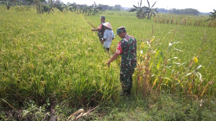 Babinsa Pantau Padi Menguning di Gemolong, Dorong Panen Maksimal
