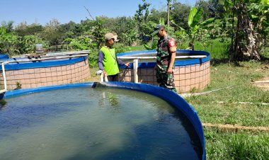 Babinsa Dampingi Budidaya Lele di Sragen