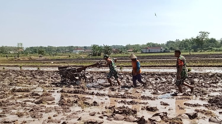 Babinsa Bantu Bajak Sawah Pakai Traktor di Sragen