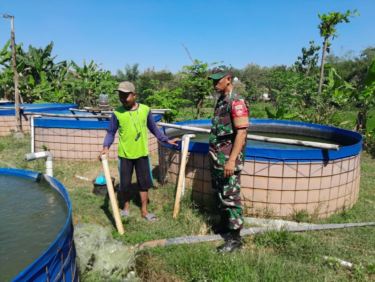Babinsa Dampingi Budidaya Lele di Sragen