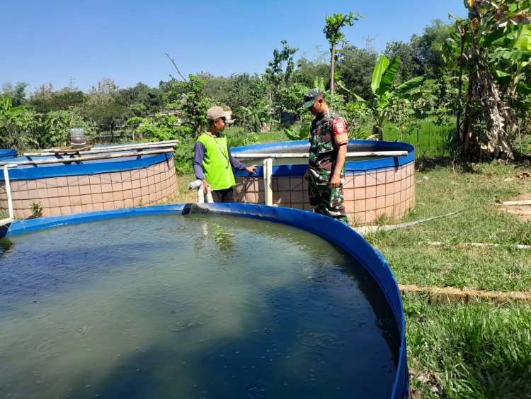 Babinsa Dampingi Budidaya Lele di Sragen