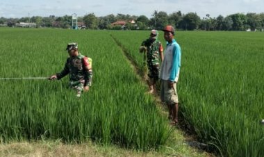 Babinsa Sragen Dampingi Petani Semprot Insektisida Antisipasi Hama