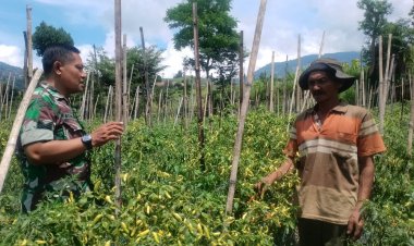 Babinsa Cepogo Bantu Panen Cabai, Perkuat Ketahanan Pangan