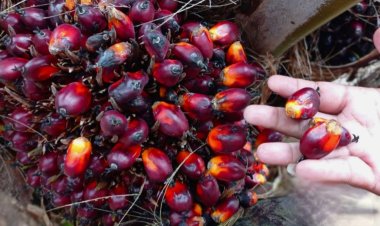 Harga Sawit Plasma Riau Turun ke Rp3.469 per Kg