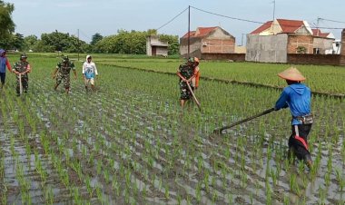 Babinsa Gondang Gotong Royong Bersihkan Gulma di Lahan Petani Sragen