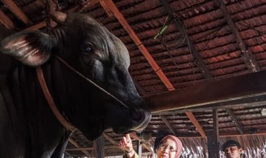 Sapi Jumbo Riau Diusulkan Jadi Bantuan Presiden Iduladha 1447 H