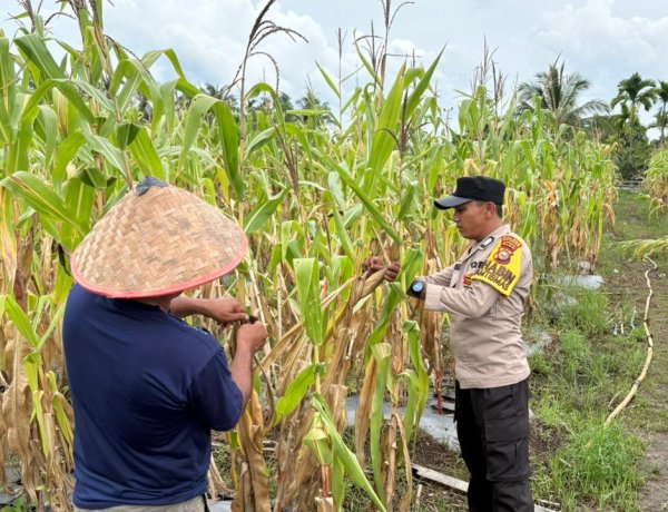 Polsek Merbau Kawal Ketahanan Pangan, Pantau Lahan Jagung Warga